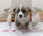 Small #9 Pembroke Welsh Corgi