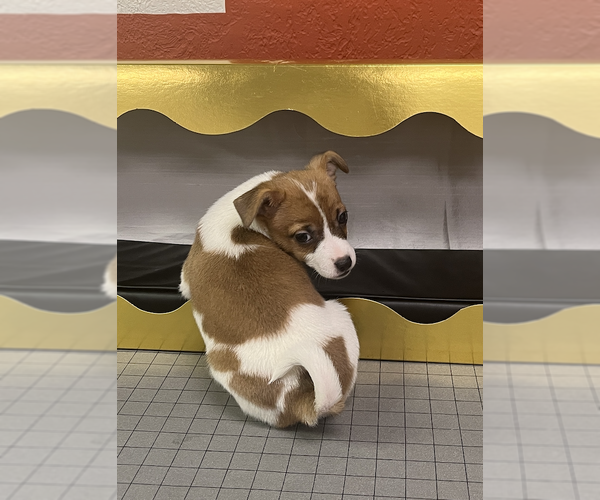 Medium Photo #3 Jack Russell Terrier Puppy For Sale in Springdale, PA, USA