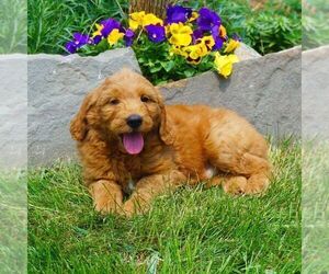 Goldendoodle-Poodle (Miniature) Mix Puppy for sale in FORT PLAIN, NY, USA