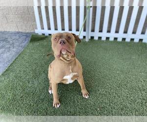 Mutt Dogs for adoption in Modesto, CA, USA