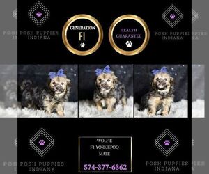 YorkiePoo Puppy for sale in WARSAW, IN, USA