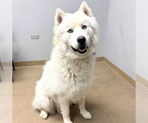 Samoyed Dogs for adoption in Aurora, CO, USA