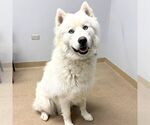 Small Samoyed