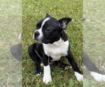 Small #7 Boston Terrier