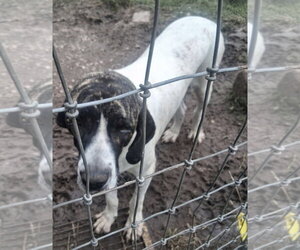 King Charles - Male Brazilian Mastiff Dog for Adoption - Photo #3