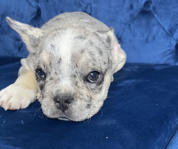 Medium Photo #15 French Bulldog Puppy For Sale in MANCHESTER, NH, USA