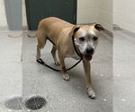 Small #5 American Pit Bull Terrier Mix
