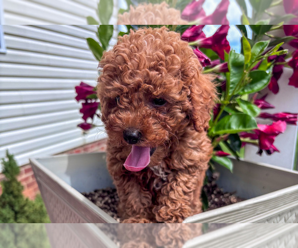Medium Photo #2 Poodle (Miniature) Puppy For Sale in NATHALIE, VA, USA