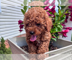 Small #1 Poodle (Miniature)