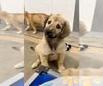 Waffle - Female Anatolian Shepherd-Golden Retriever Mix Dog for Adoption - Small photo