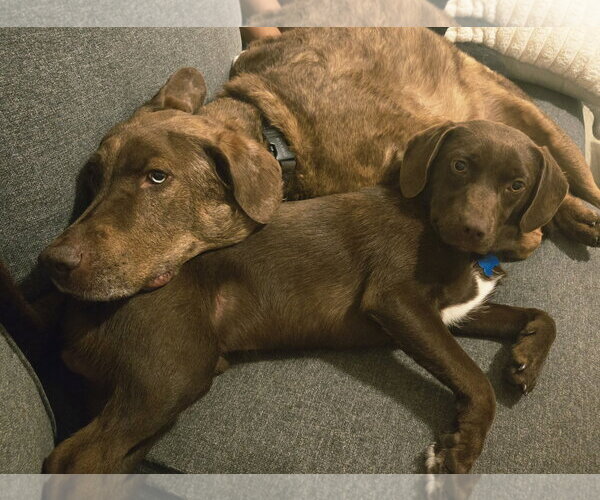 Medium Photo #2 Labrador Retriever-Unknown Mix Puppy For Sale in Plainfield, IL, USA