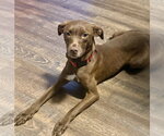 Small #2 Labrador Retriever Mix