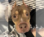 Small #4 American Staffordshire Terrier-Bulldog Mix