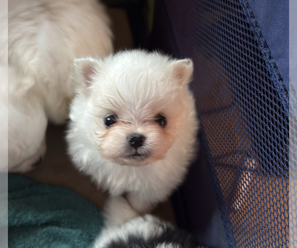 Medium Photo #3 Pomeranian Puppy For Sale in KELSO, WA, USA