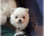 Puppy Snowball Pomeranian