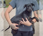 Small #1 American Staffordshire Terrier Mix
