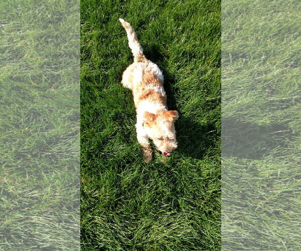 Medium Photo #2 Mutt Puppy For Sale in Woodland, CA, USA