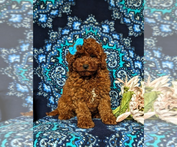 Medium Photo #1 Goldendoodle (Miniature) Puppy For Sale in COCHRANVILLE, PA, USA