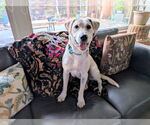 Small #1 Labrador Retriever