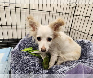 Chihuahua Dogs for adoption in Springfield, MA, USA