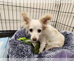 Small Chihuahua