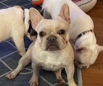 Small Photo #1 French Bulldog Puppy For Sale in SHERWOOD, AR, USA