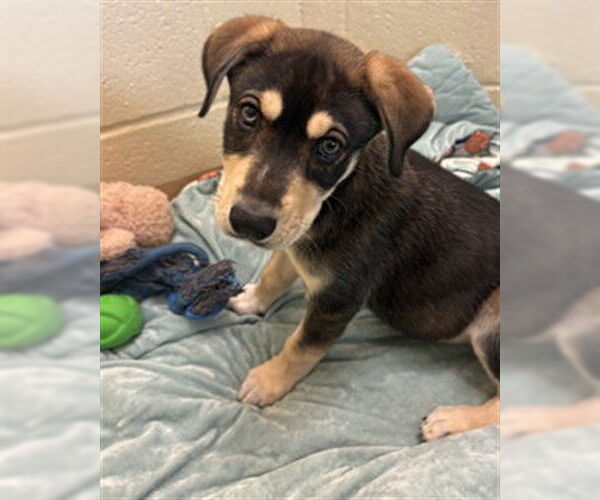 Medium Photo #1 German Shepherd Dog-Unknown Mix Puppy For Sale in Texas City, TX, USA