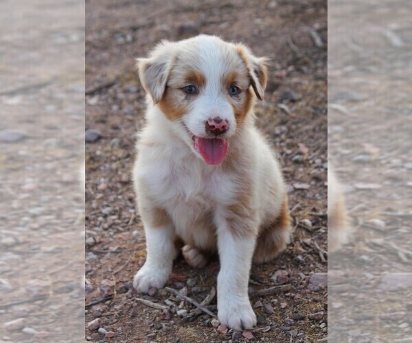 Medium Photo #1 Australian Shepherd Puppy For Sale in WITTMANN, AZ, USA