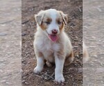 Puppy RMM 2 Australian Shepherd
