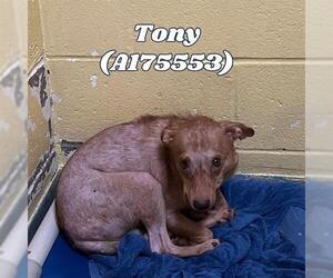 Chihuahua-Unknown Mix Dogs for adoption in Tulsa, OK, USA