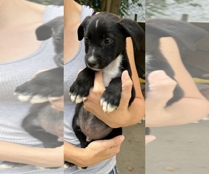 American Pit Bull Terrier-German Shepherd Dog Mix Puppy for sale in SILVER CREEK, NY, USA