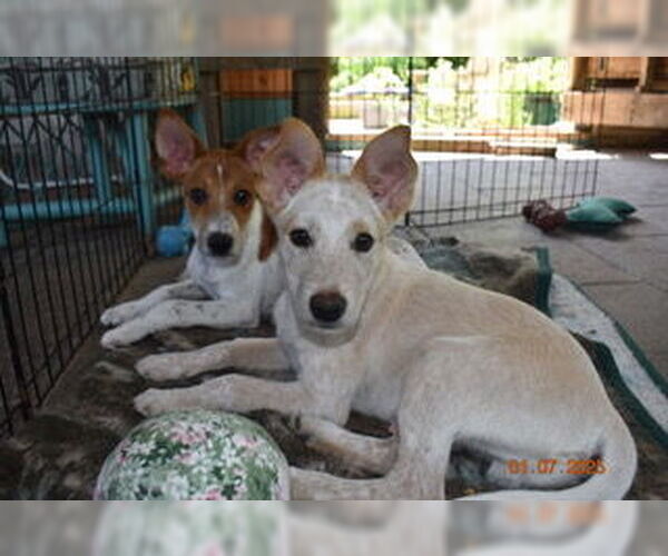 Medium Photo #1 Basenji-Unknown Mix Puppy For Sale in Grafton, WI, USA