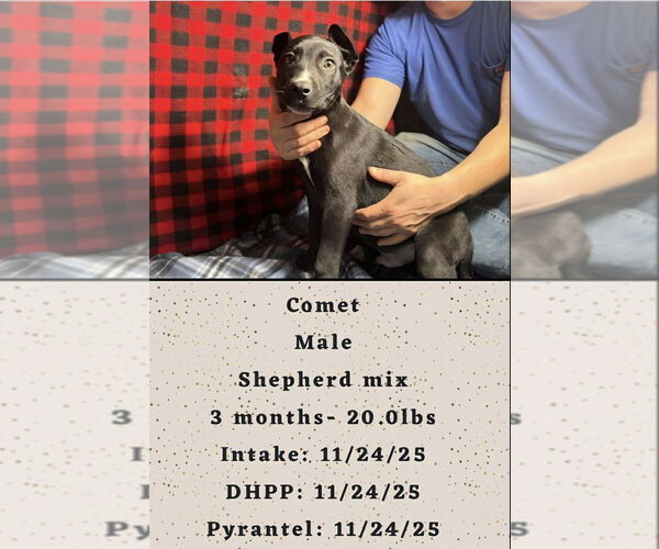 Medium Photo #2 Shepradors Puppy For Sale in Aurora, IN, USA