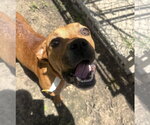 Small #1 Boxer Mix