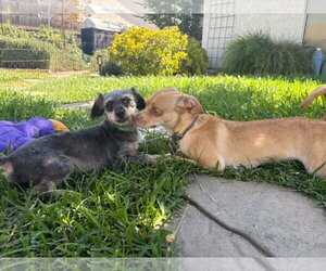 Jessie - Female Chihuahua-Greyhound Mix Dog for Adoption - Photo #5
