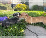 Small #4 Chihuahua-Greyhound Mix