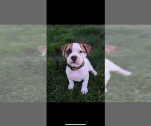 American Bulldog Puppy for sale in GREENCASTLE, PA, USA