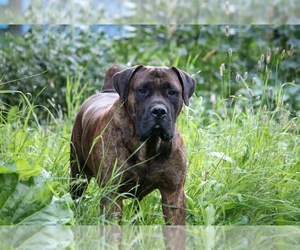 Father of the Boerboel puppies born on 05/30/2025