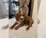 Small #2 Cavapoo