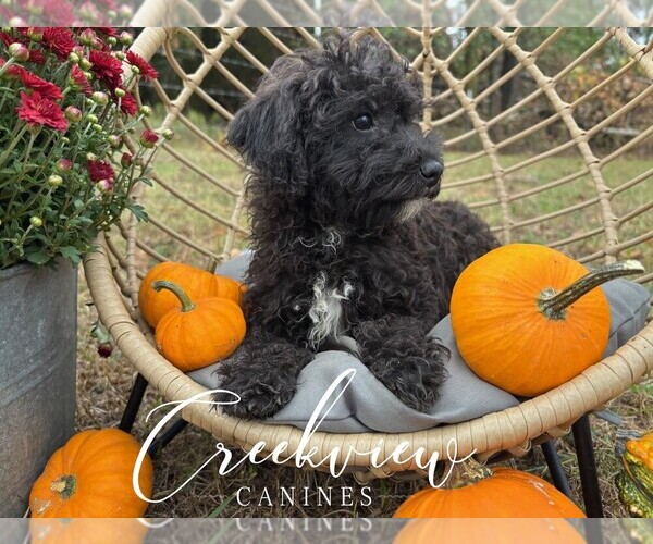 Medium Photo #3 Schnoodle (Miniature) Puppy For Sale in NIANGUA, MO, USA