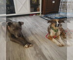 Small #4 Australian Shepherd Mix