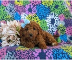 Small Photo #4 Goldendoodle (Miniature) Puppy For Sale in LINCOLN UNIVERSITY, PA, USA