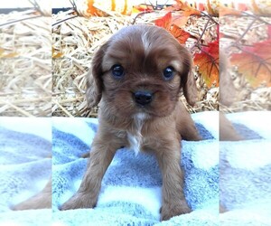 Cavalier King Charles Spaniel Puppy for sale in CARLISLE, KY, USA
