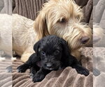 Small #1 Mutt