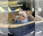 Small Photo #13 Yorkshire Terrier Puppy For Sale in MABLETON, GA, USA