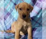 Small #5 Labrador Retriever Mix