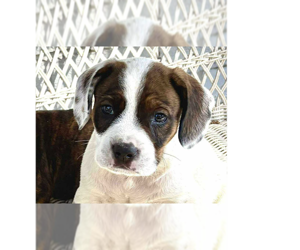 Medium Photo #1 Boxer-Unknown Mix Puppy For Sale in Tampa, FL, USA