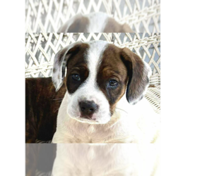 Boxer-Unknown Mix Dogs for adoption in Tampa, FL, USA