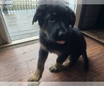Small #9 German Shepherd Dog
