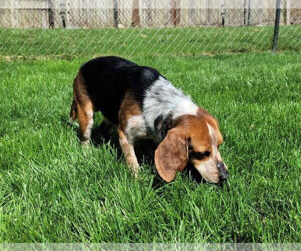 Medium Photo #10 Beagle Puppy For Sale in MECHANICSBURG, PA, USA